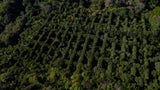 Hacienda La Esmeralda Panama - Jaramillo Natural Geisha