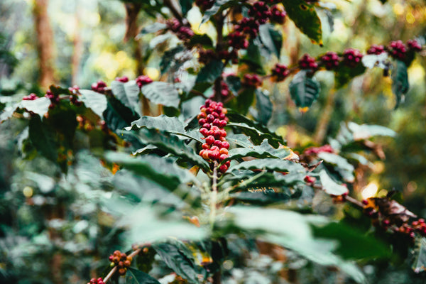 Specialty Coffee