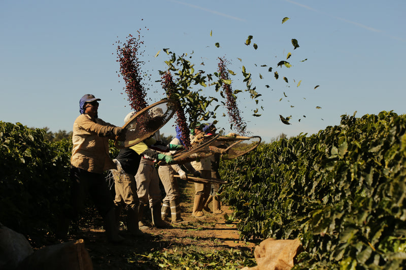 Beloni Selection - Brazil - Natural Mundo Novo, Catuai