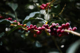 Hacienda La Esmeralda Panama - Jaramillo Natural Geisha