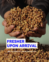 Asocanafi Colombia - Washed Anaerobic Geisha